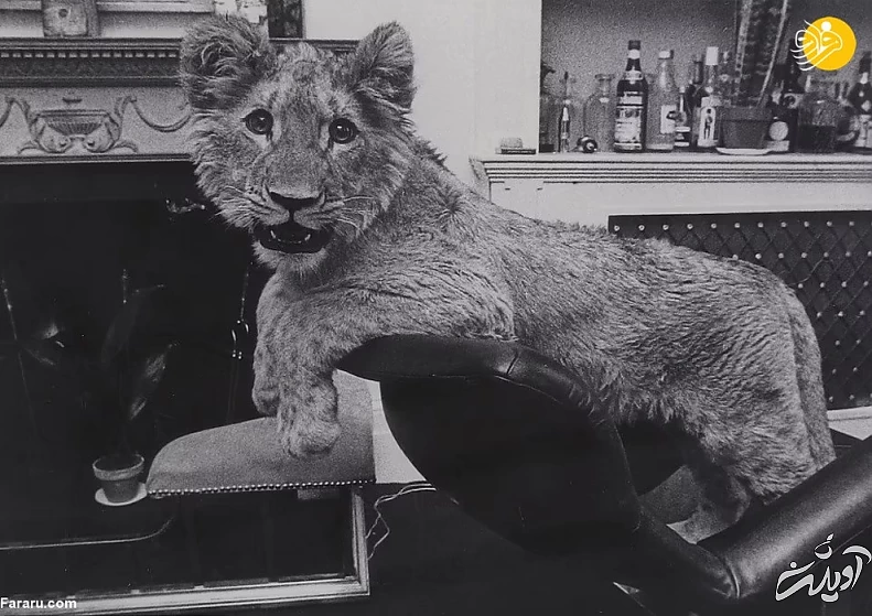 (تصاویر) داستان یک شیر؛ از بنز سواری تا رهایی در حیات وحش کنیا